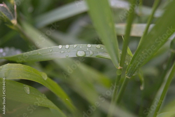 Obraz Life in the dnrnvn, with clean grass and beautiful nature