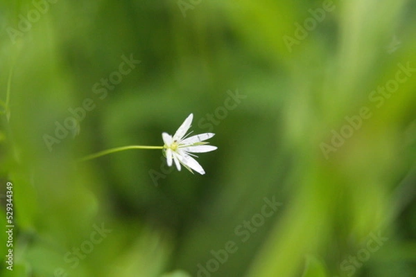 Obraz Life in the dnrnvn, with clean grass and beautiful nature