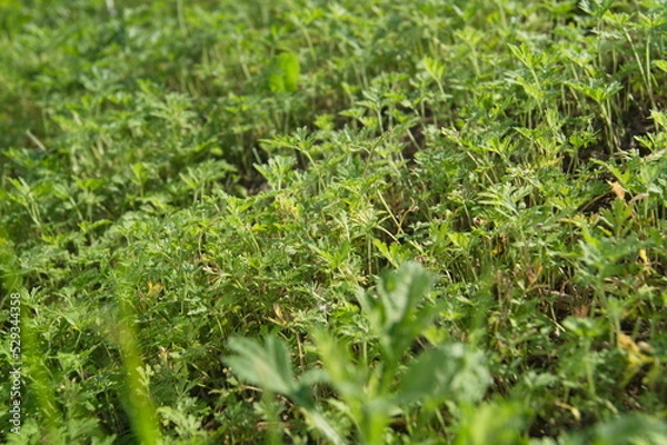 Obraz Life in the dnrnvn, with clean grass and beautiful nature