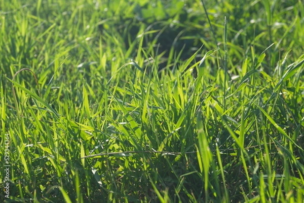 Obraz Life in the dnrnvn, with clean grass and beautiful nature