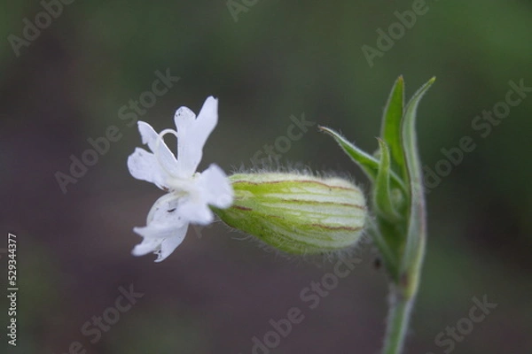 Obraz Life in the dnrnvn, with clean grass and beautiful nature