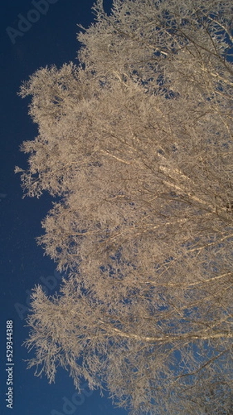 Obraz A winter birch tree in the snow