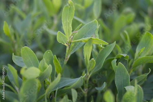 Obraz Life in the dnrnvn, with clean grass and beautiful nature