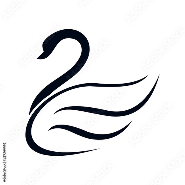 Obraz black swan vector