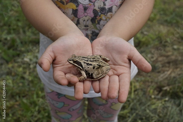 Obraz A rustic with a frog in the hands of a child