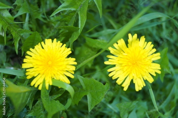 Obraz Summer forest flowers