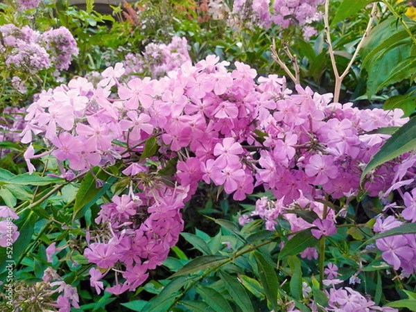 Obraz Summer forest pink flowers