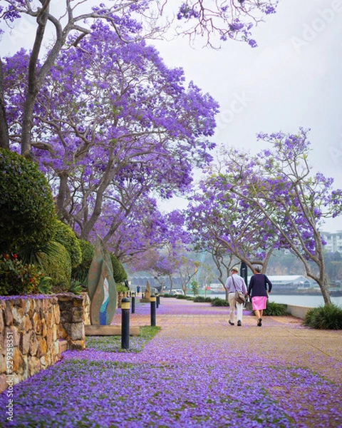 Obraz walk in the park