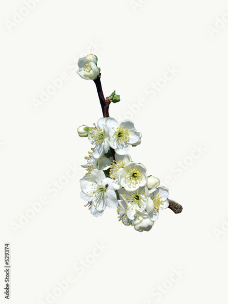 Obraz white blossoms