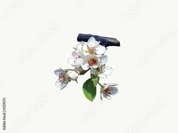 Obraz the apple blossoms