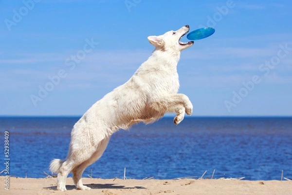 Obraz White Swiss Shepherd Dog