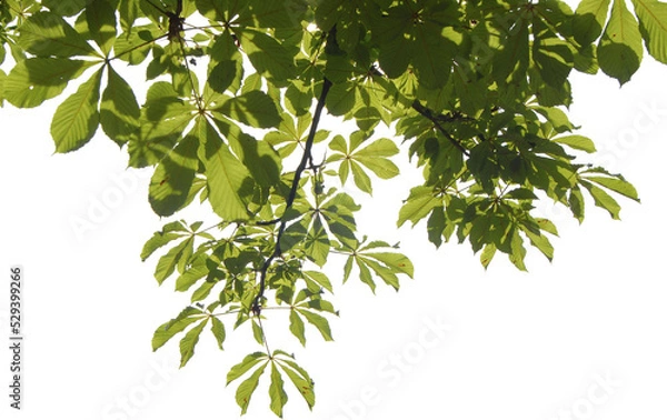 Obraz Ässte mit grünen Blätter