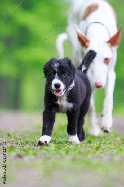Obraz Border Collies black puppy