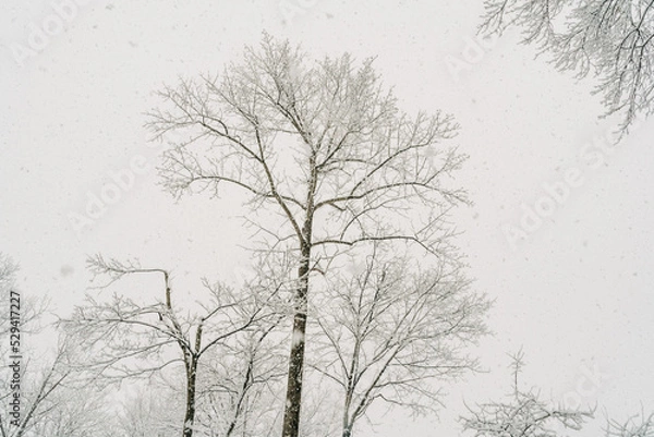 Fototapeta tree in winter