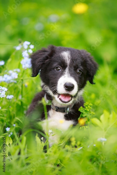 Obraz Border Collies czarny szczeniak