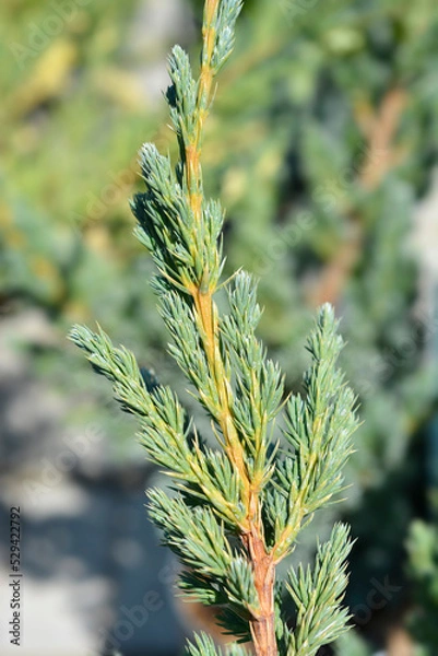 Fototapeta Flaky Juniper Meyeri