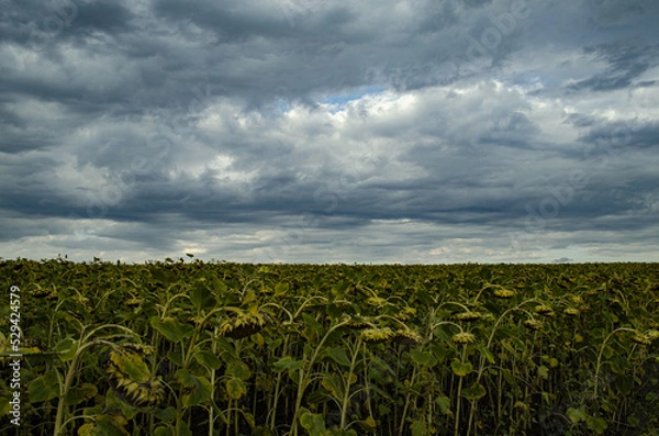 Obraz corn field under sky
