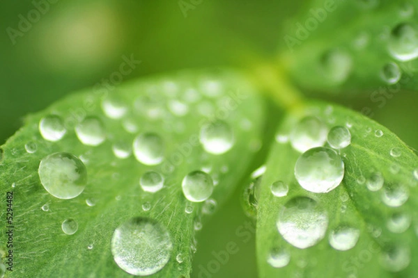 Obraz drops on leaves