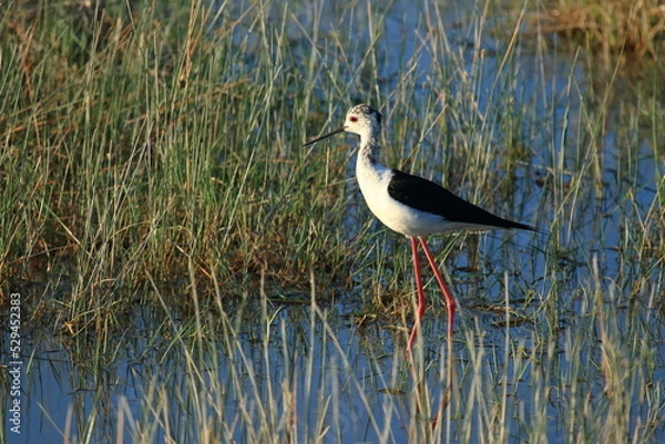Obraz Black-winged stilt (Himantopus himantopus), elegant long-legged bird feeding in shallow water of the lake