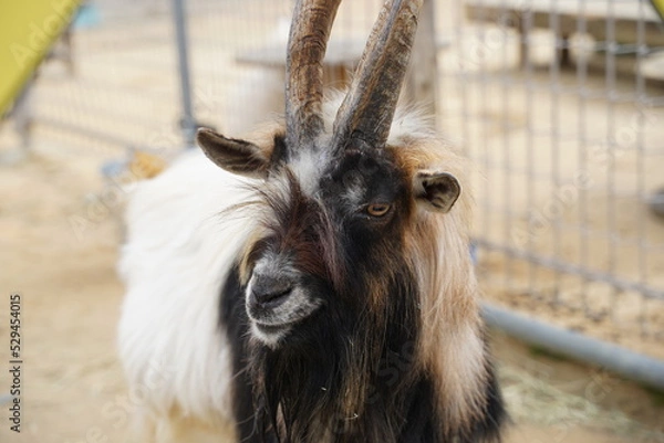 Fototapeta ヤギ