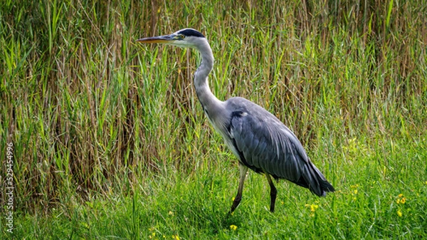 Fototapeta Graureiher