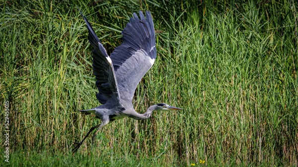 Fototapeta Graureiher