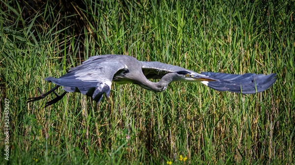 Fototapeta Graureiher