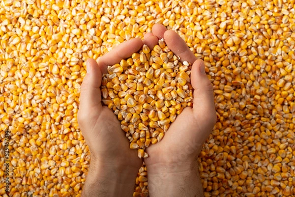 Obraz Human caucasian hands with maize corns over corn background