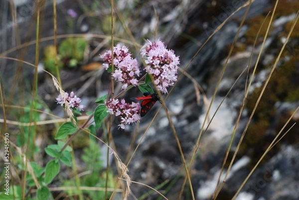 Fototapeta Red and black butterfly on a pink flower