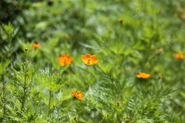 Obraz Orange Blossom