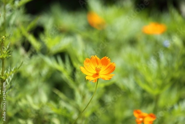 Obraz Orange Blossom