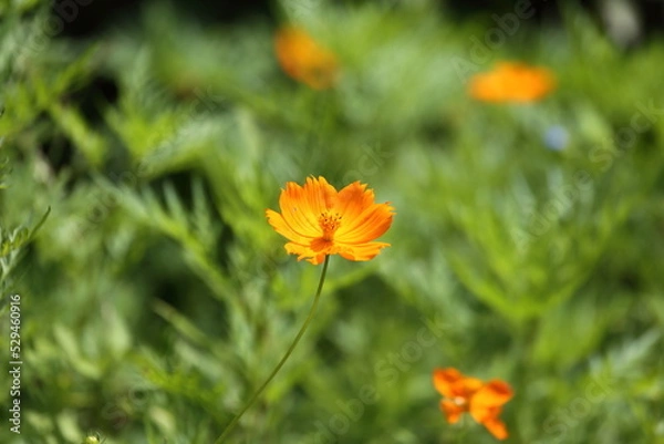 Obraz Orange Blossom