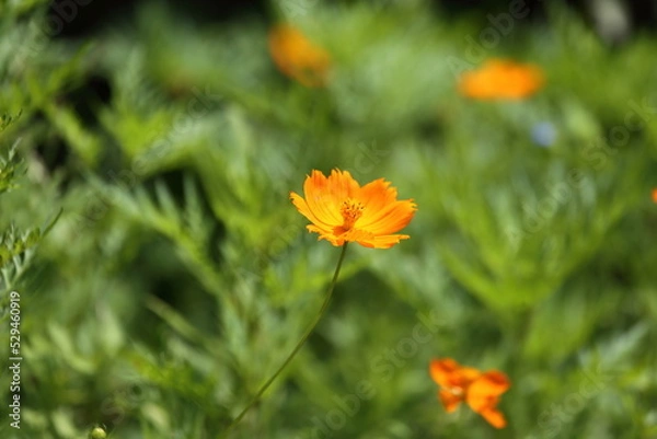 Obraz Orange Blossom