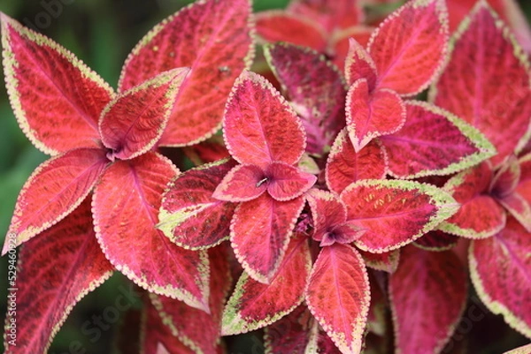 Obraz Dark red flowers