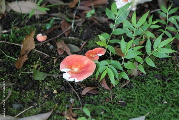 Obraz red mushroom