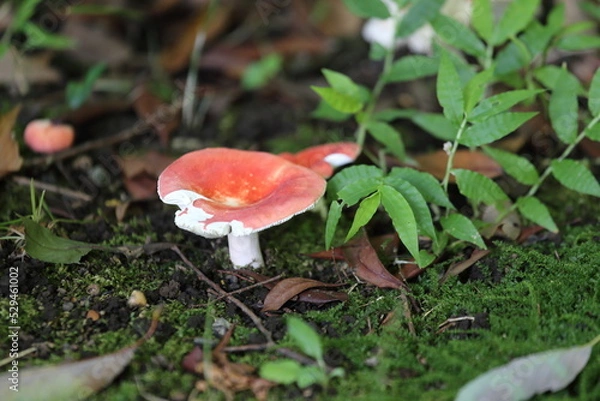 Obraz red mushroom