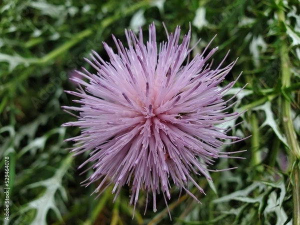 Fototapeta thistle flower 