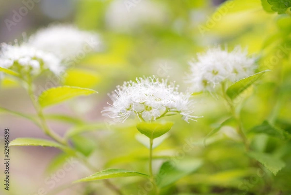 Fototapeta これはあいづしもつけ??わからん