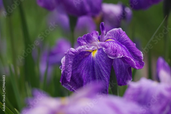 Fototapeta アヤメの品種も多過ぎてわからん