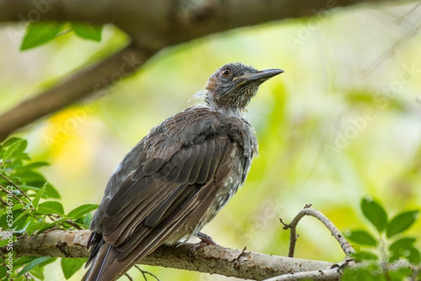 Obraz 巣立ったばかりのヒヨドリの若鳥