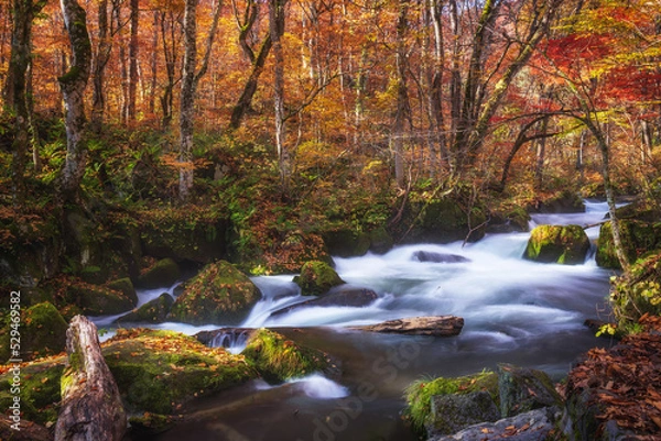 Obraz 秋の奥入瀬渓流