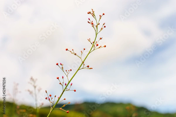 Fototapeta 小さな花