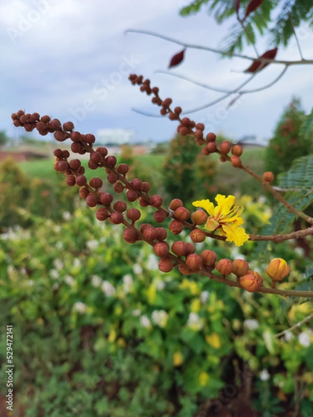 Fototapeta Close-up of Soga (Peltophorum pterocarpum) is the name of a tree that produces batik dyes