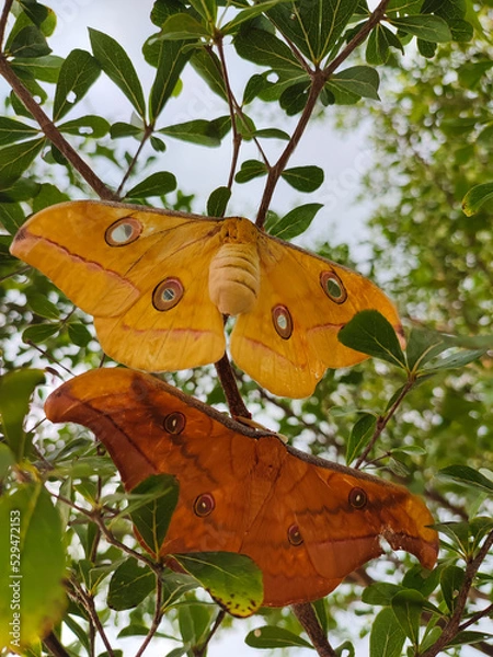 Fototapeta close-up of two moths Opodiphthera eucalypti or the emperor gum moth resting on a tree branch