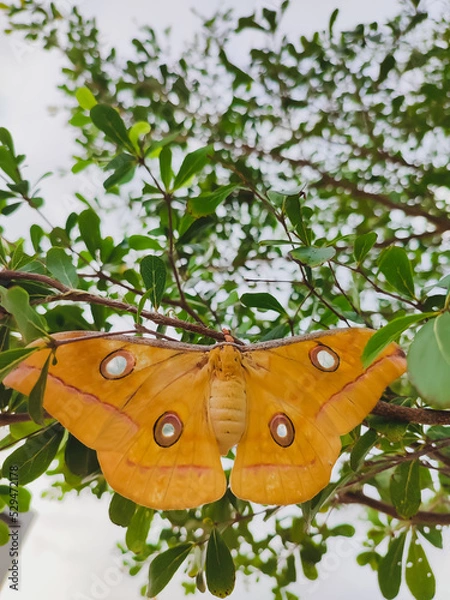Fototapeta Close-up of Opodiphthera eucalypti or "emperor gum moth" resting on a tree branch