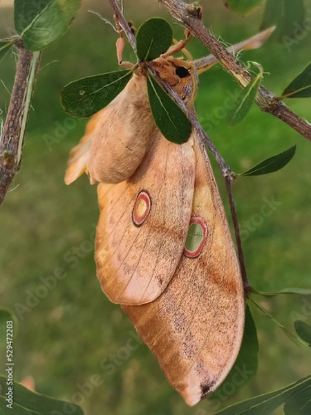 Fototapeta Close-up of Opodiphthera eucalypti or "emperor gum moth" resting on a tree branch