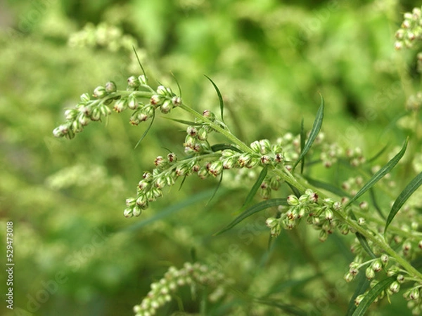 Obraz Artemisia vulgaris (mugwort, common wormwood).    Flowering of bitter grass