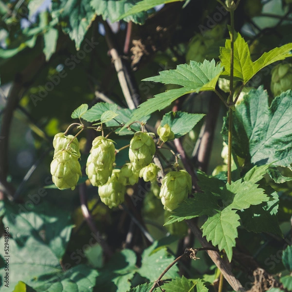 Obraz Ripe flowers of hop plant on branches