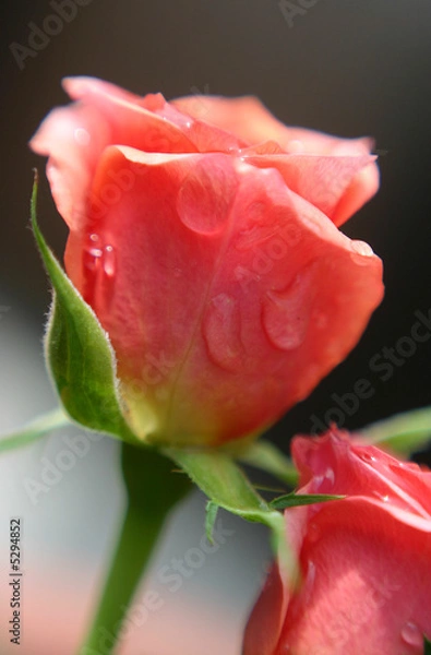 Obraz pink rose with drops