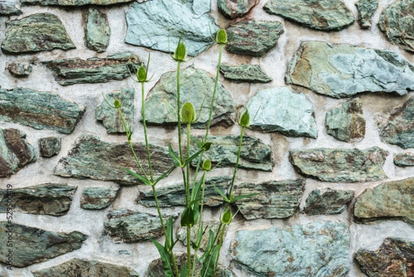 Obraz grüne Wilde Karde (Dipsacus sylvestris) vor grüner Steinwand
